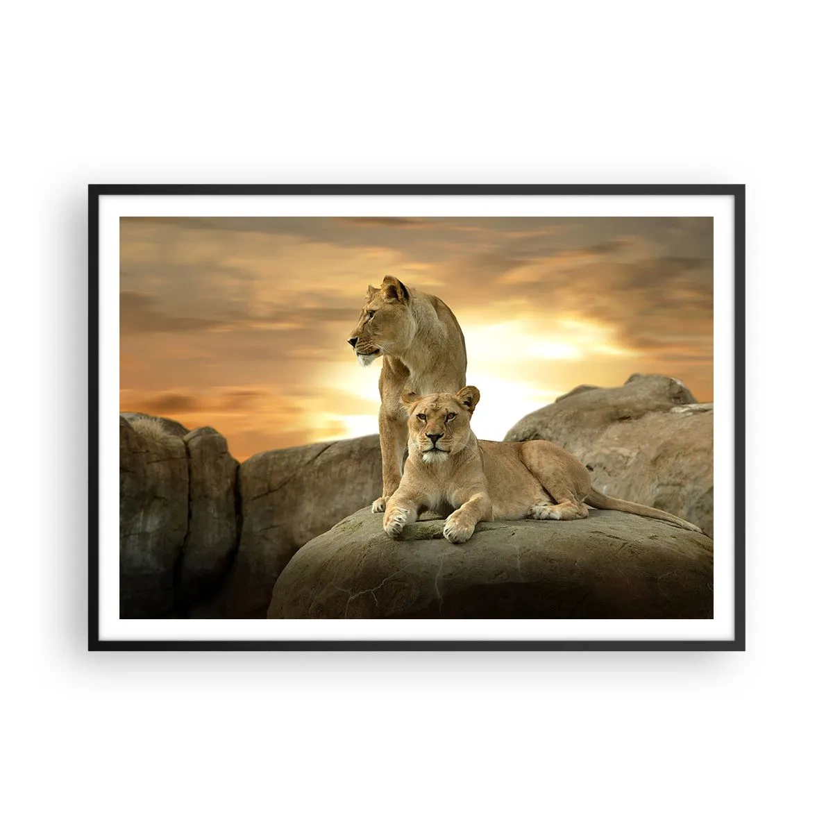 Poster in einem schwarzem Rahmen - Zwei Löwinnen ruhen bei Sonnenuntergang auf einem Felsen - 100x70cm - Königliche Majestät - Moderne Wanddekoration für Wohnzimmer und Schlafzimmer ARTTOR