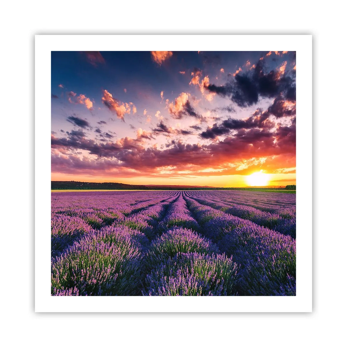 Poster - Lavendel Welt - 60x60 cm