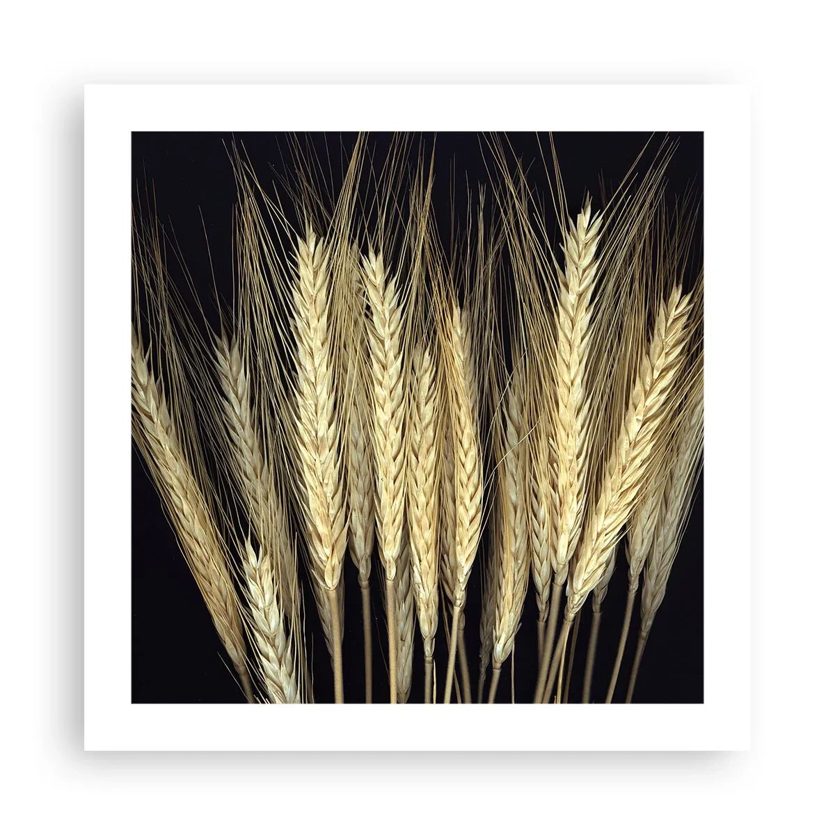 Poster - Rustikale Magie - 50x50 cm