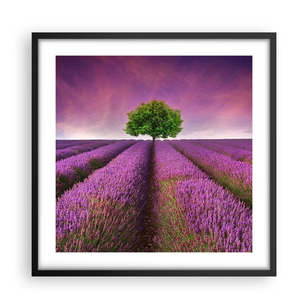 Poster in einem schwarzem Rahmen - Auf Lavendelfeldern - 50x50 cm