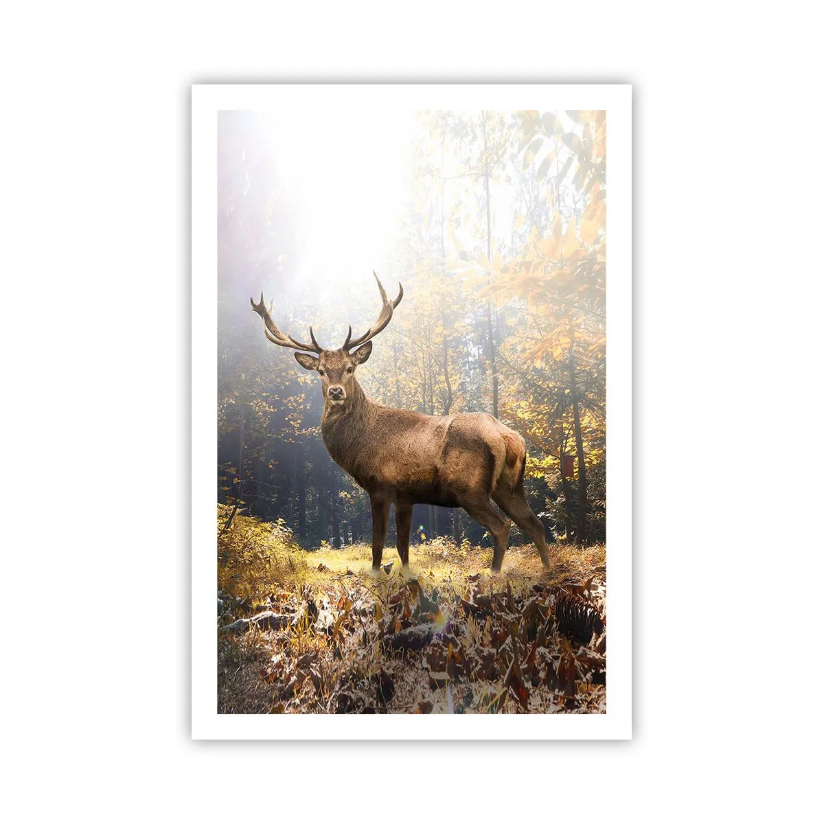 Poster - In voller Majestät - 61x91 cm