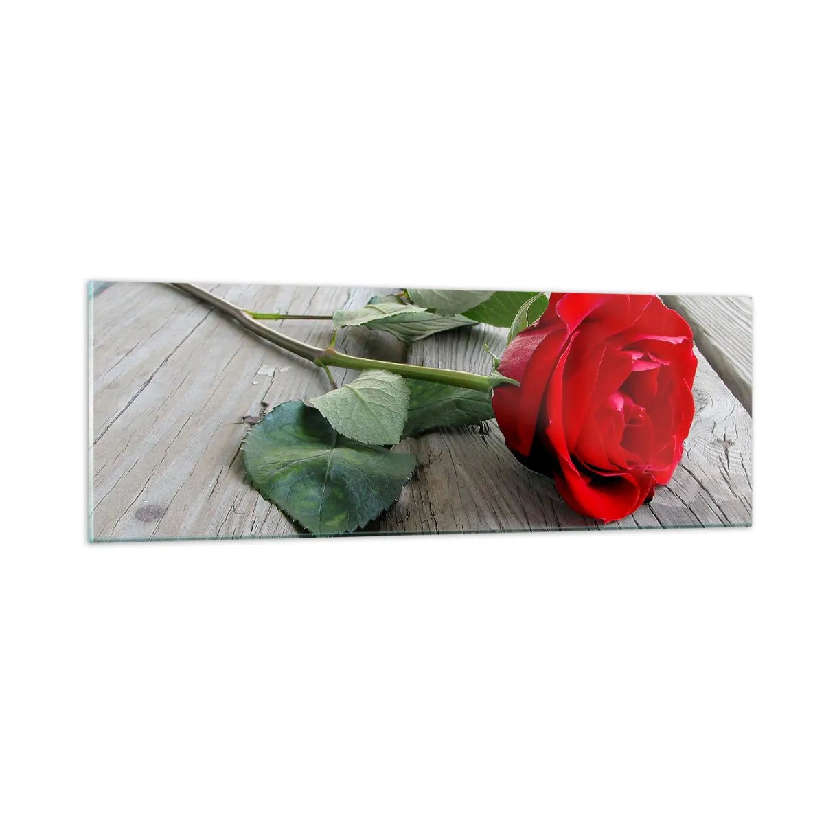 Glasbild - Bild auf glas - Eine Studie in Scharlachrot - 90x30 cm