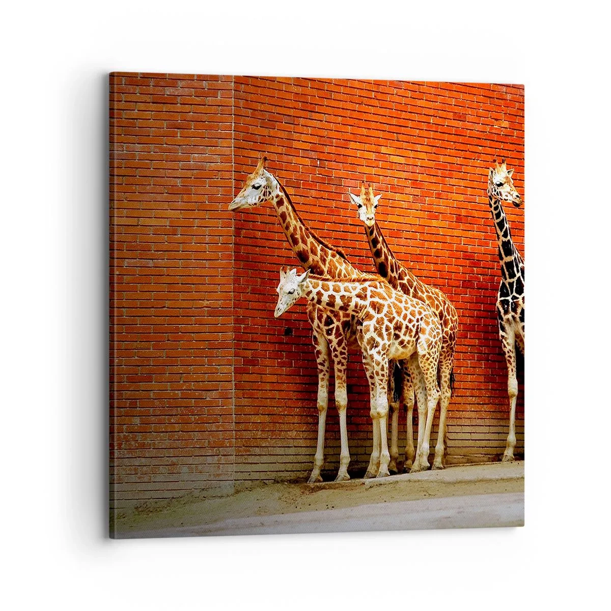 Bild auf Leinwand - Leinwandbild - Sehen Sie Akazien? - 70x70 cm