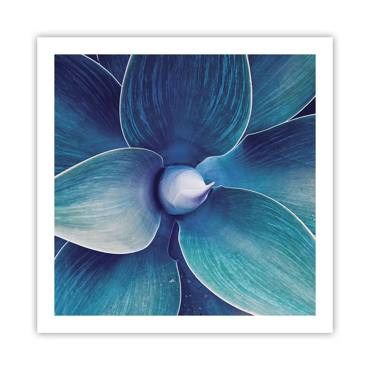 Poster - Bläulich vom Himmel - 60x60 cm