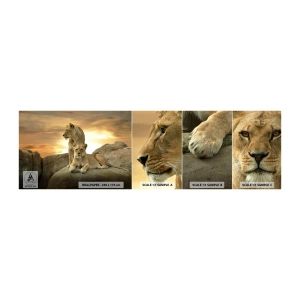 Fototapeten Muster Selbstklebend Deluxe Sticker - Königliche Majestät - Tiere, Löwe, Natur - 100x30 cm