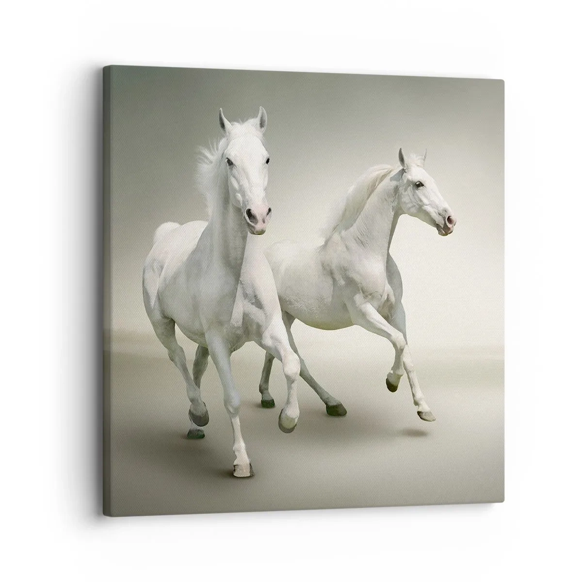 Bild auf Leinwand - Leinwandbild - Weiße Macht! - 30x30 cm