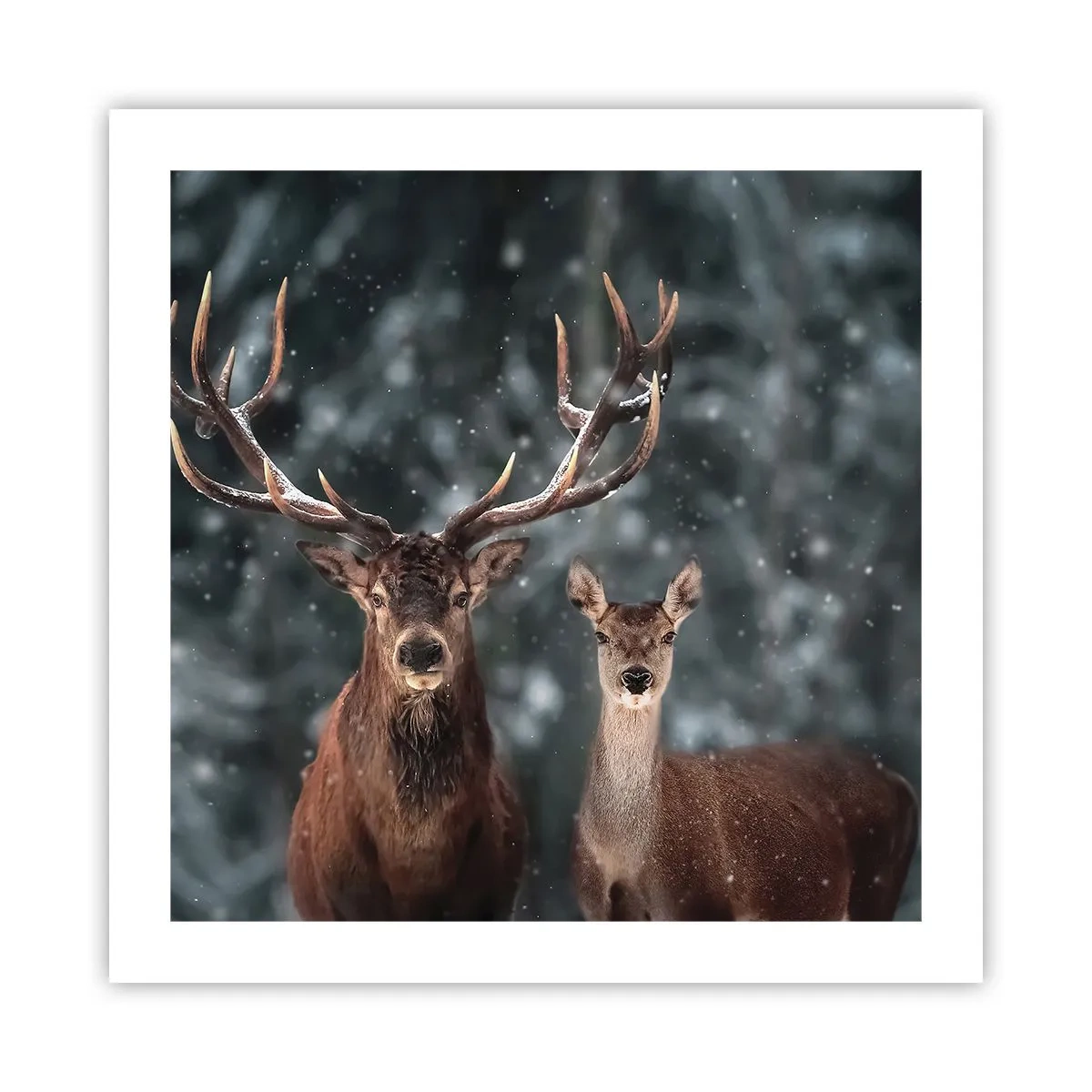 Poster - Herr des Waldes mit seiner Frau - 50x50 cm
