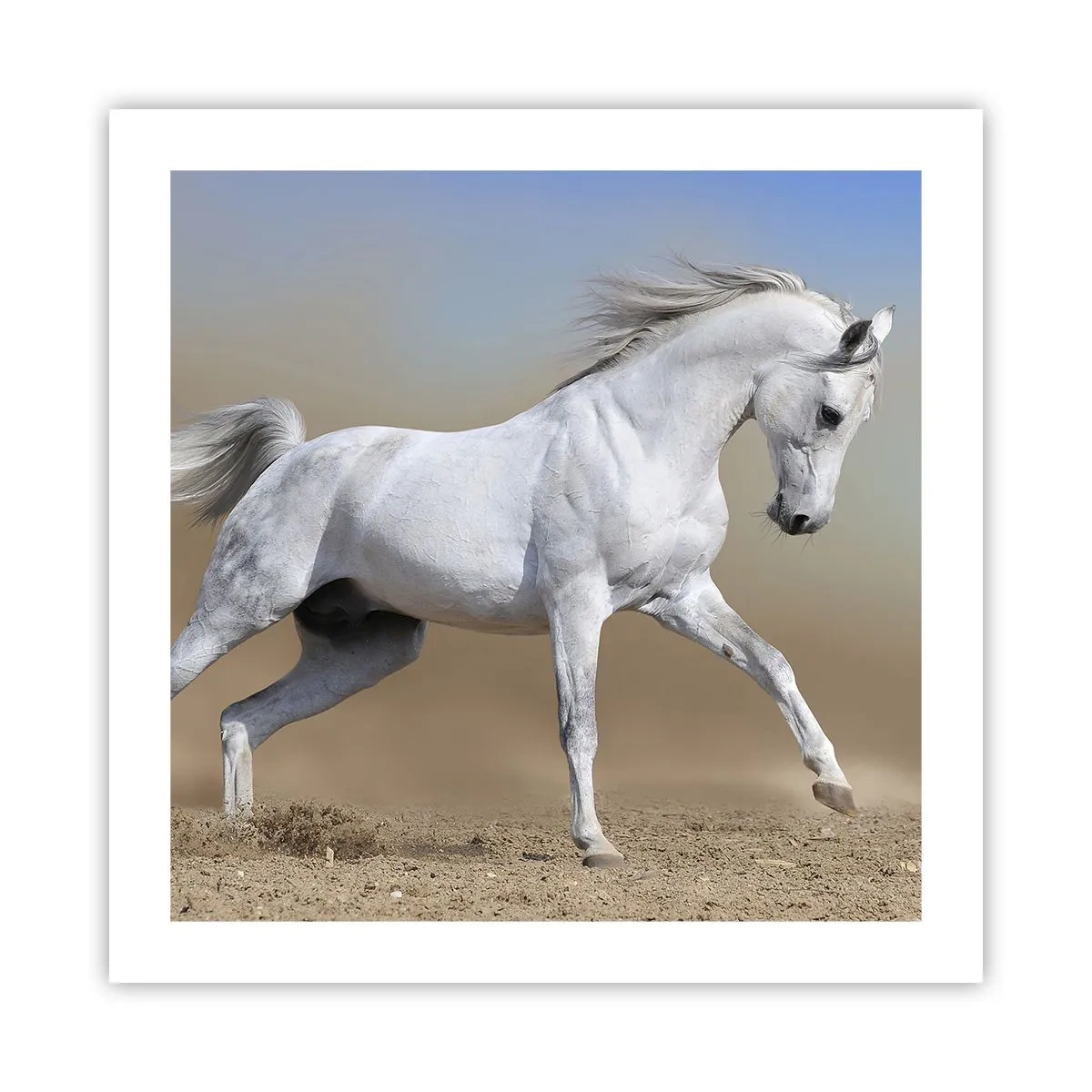 Poster - Die schönste arabische Sage - 50x50 cm