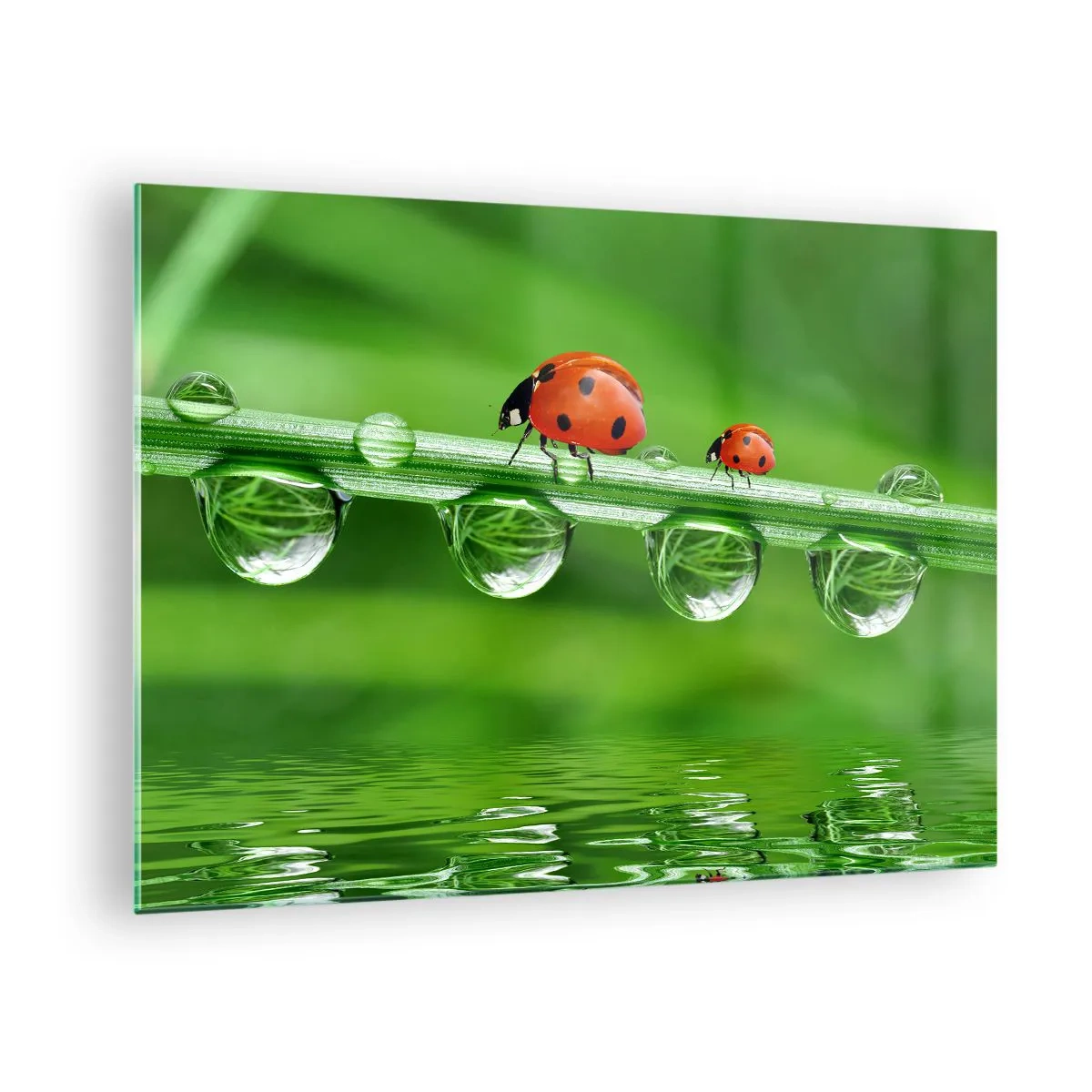 Glasbild - Bild auf glas - Marienkäfer auf einem Grashalm mit Tautropfen und Spiegelung im Wasser - 70x50cm - Den ganzen Sommer unterwegs - Moderne Wanddekoration für Wohnzimmer und Schlafzimmer ARTTOR