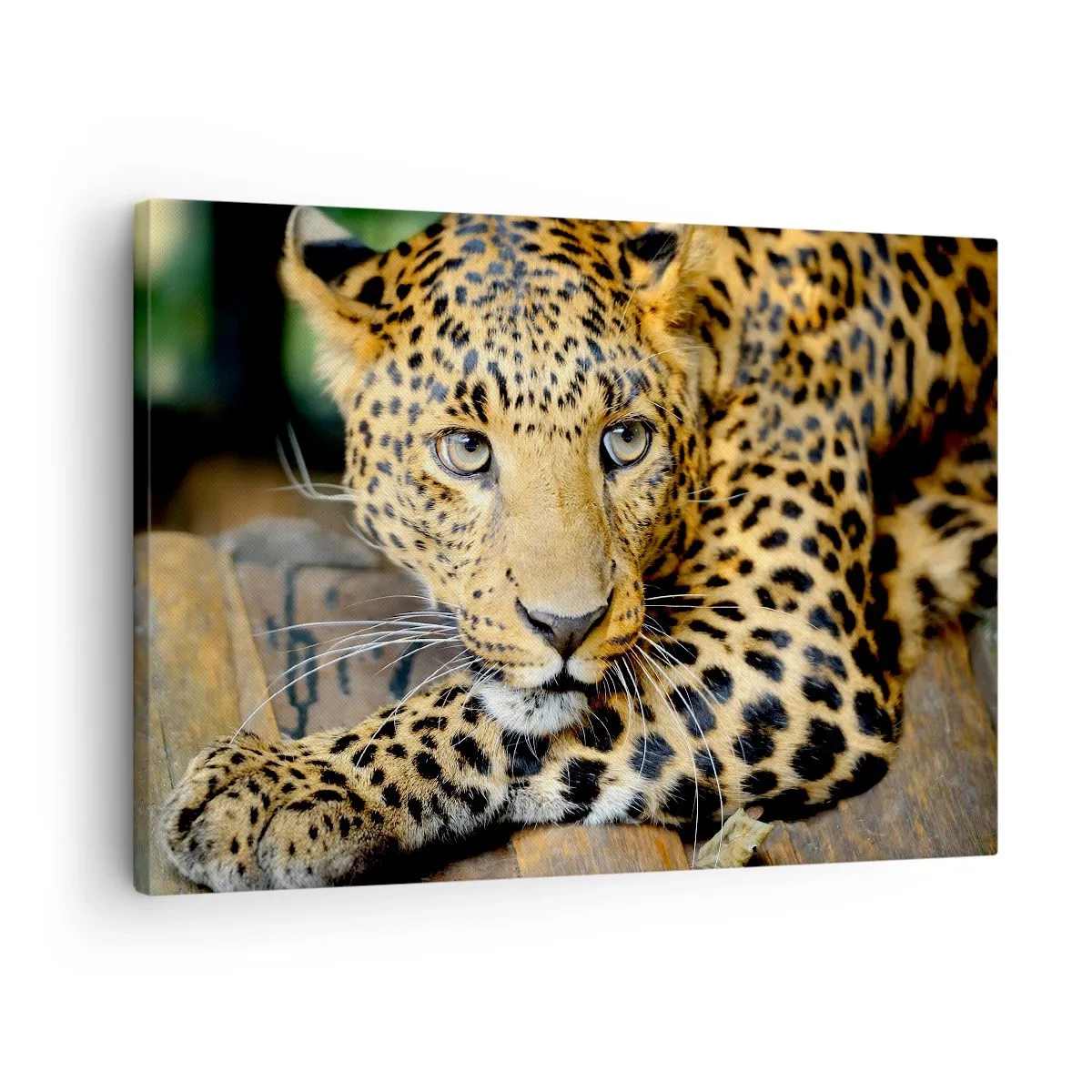 Bild auf Leinwand - Leinwandbild - Porträt eines Leoparden in seiner natürlichen Umgebung - 70x50cm - Keine Angst, komm mal her - Moderne Wanddekoration für Wohnzimmer und Schlafzimmer ARTTOR