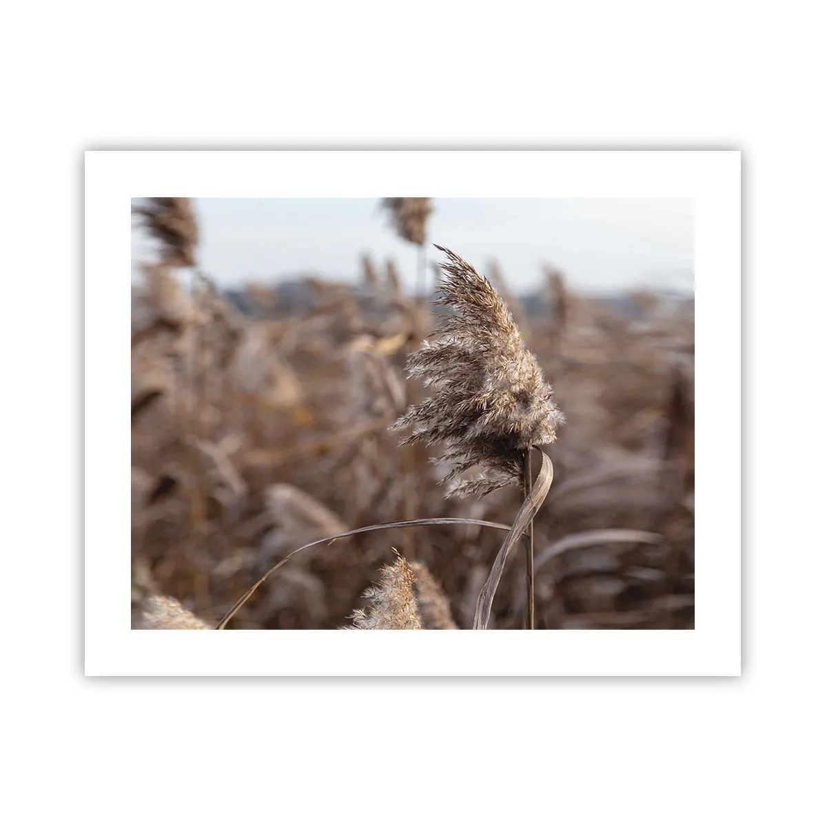 Poster - Zeit, mit dem Wind zu gehen - 50x40 cm