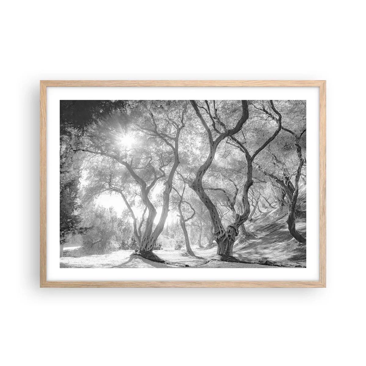 Poster in einem Rahmen aus heller Eiche - Im Olivenhain - 70x50 cm