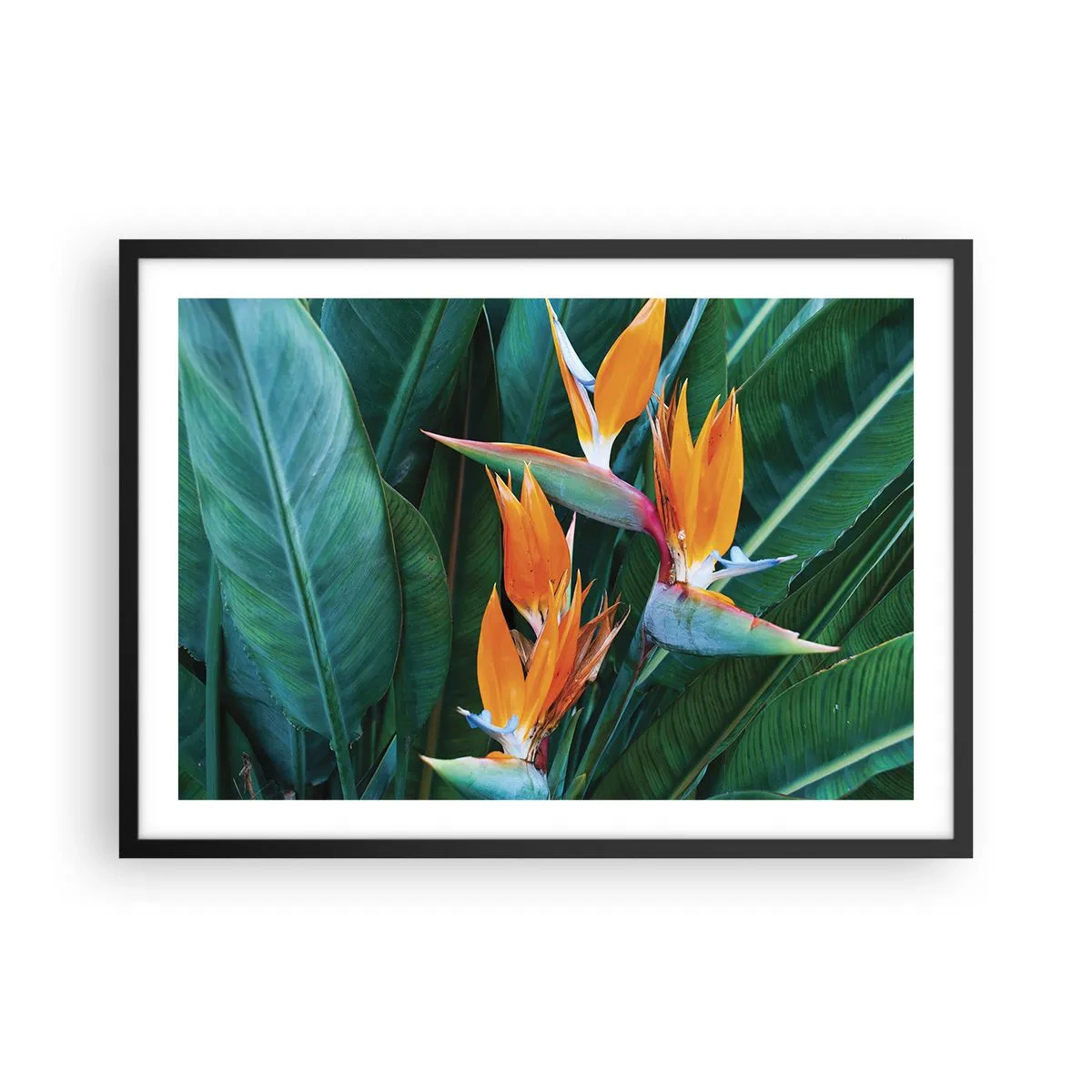Poster in einem schwarzem Rahmen - Exotische Strelitzienblüten, umgeben von grünen Blättern - 70x50cm - Ist es eine Blume oder ist es ein Vogel? - Moderne Wanddekoration für Wohnzimmer und Schlafzimmer ARTTOR