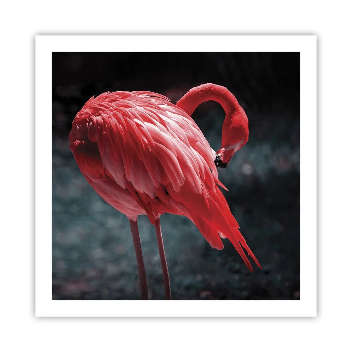 Poster - Ein purpurrotes Gedicht der Natur - 60x60 cm