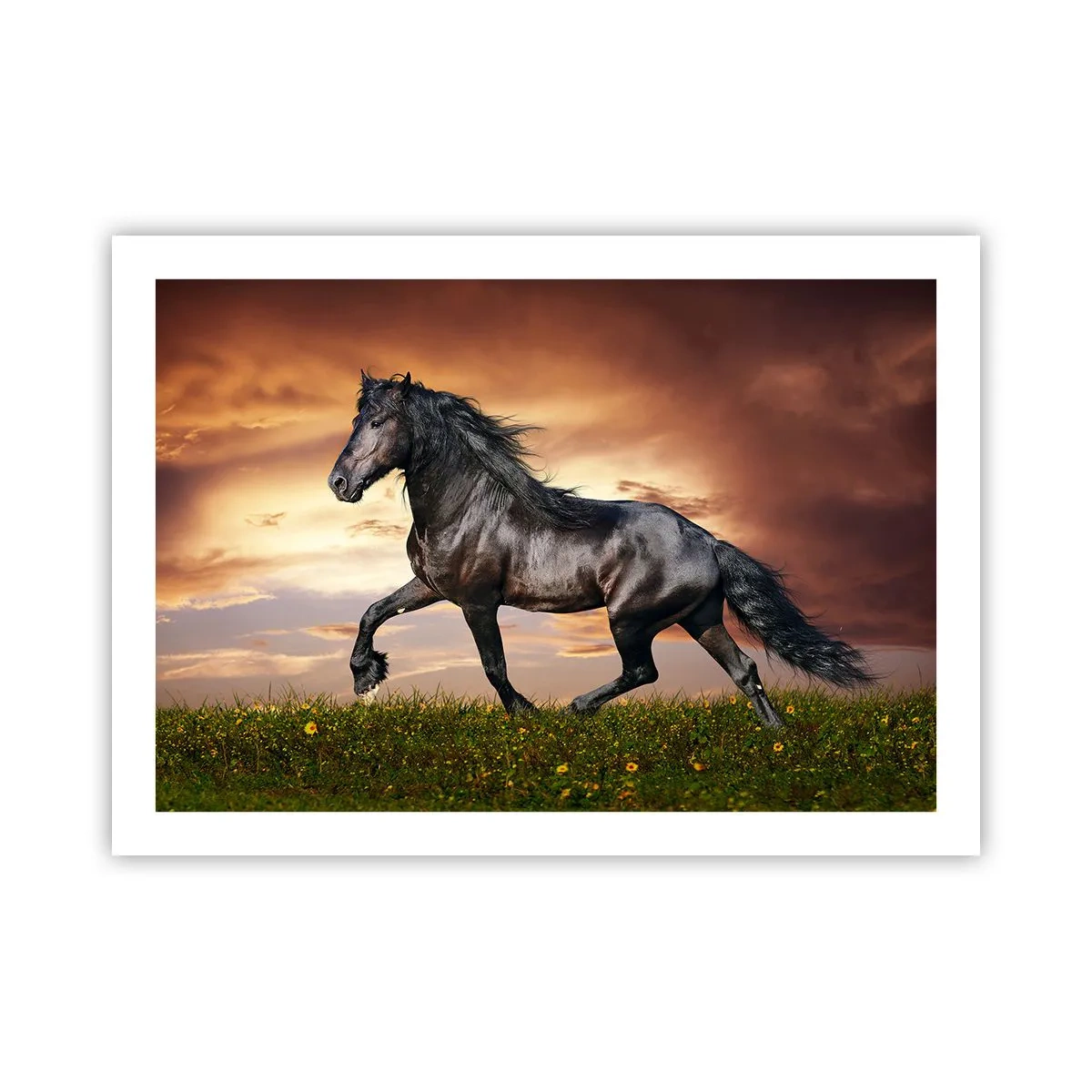 Poster - Schwarzer Prinz - 70x50 cm