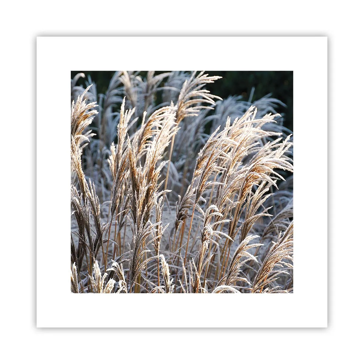 Poster - Gekleidet mit Frost - 30x30 cm