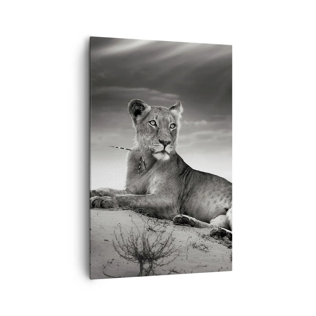 Bild auf Leinwand - Leinwandbild - Schwarz-Weiß-Porträt einer Löwin in der Savanne - 80x120cm - Die Königin der Wüstenruhe - Moderne Wanddekoration für Wohnzimmer und Schlafzimmer ARTTOR