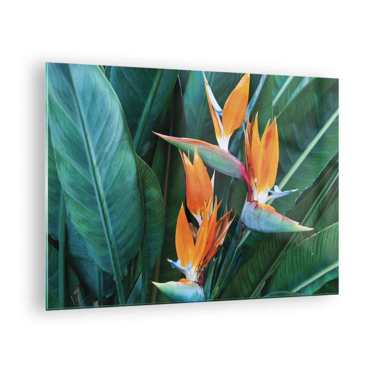 Glasbild - Bild auf glas - Exotische Strelitzienblüten zwischen großen grünen Blättern - 70x50cm - Ist es eine Blume oder ist es ein Vogel? - Moderne Wanddekoration für Wohnzimmer und Schlafzimmer ARTTOR