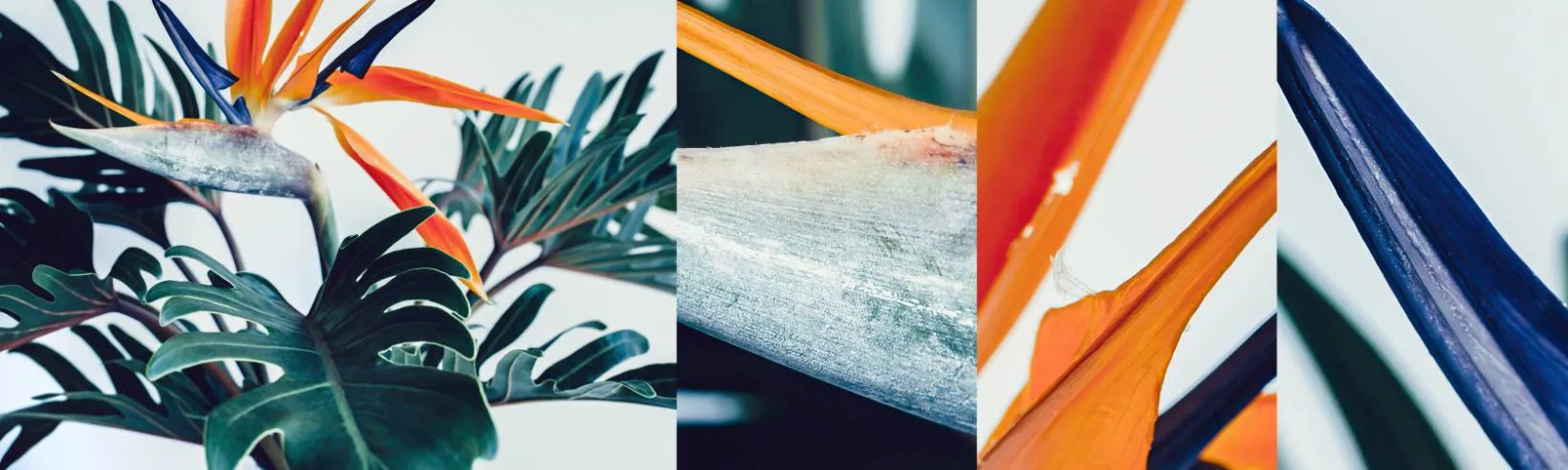 Fototapetenmuster Standard Eco - Vogelbusch - Pflanzen, Boho, Exotisch - 100x30 cm