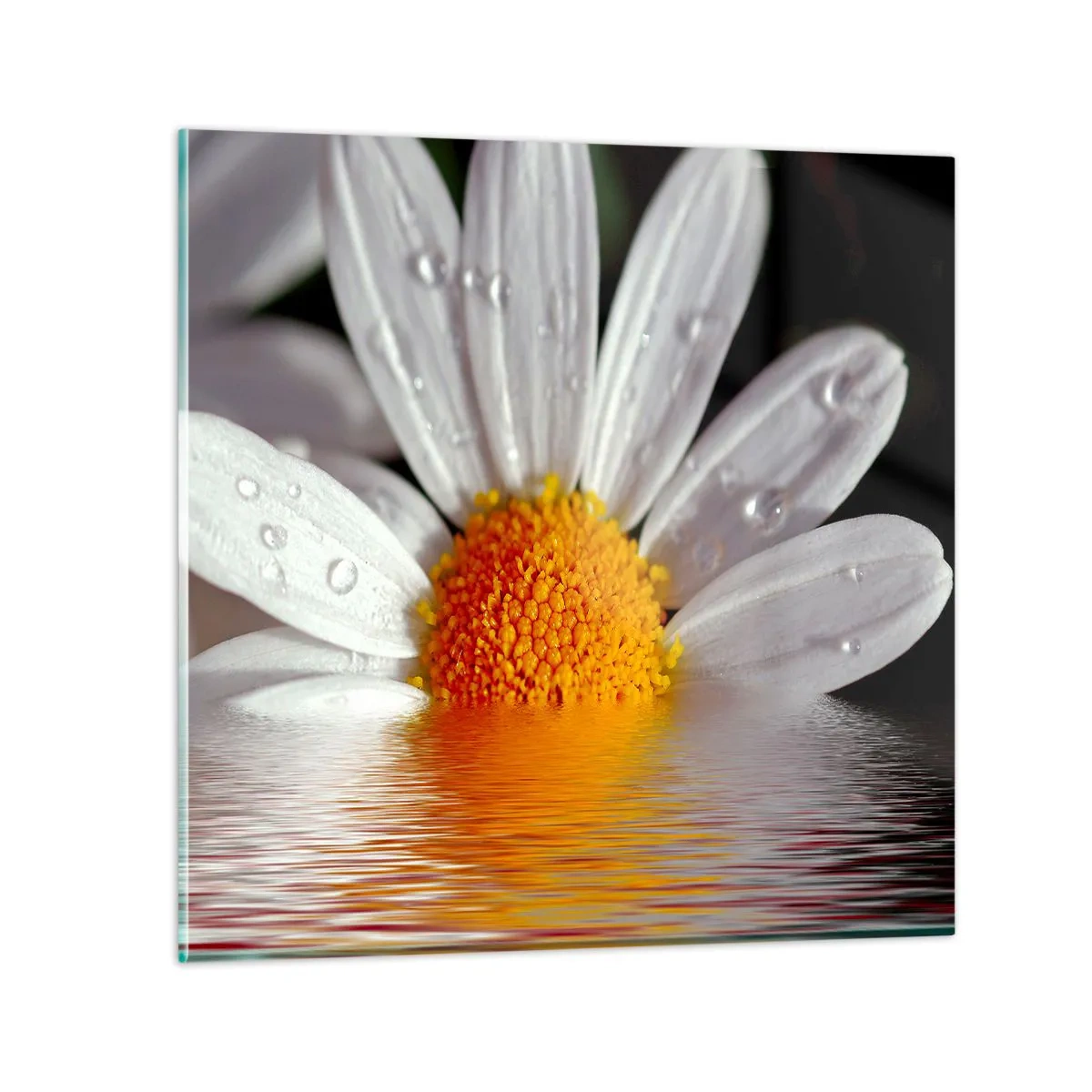 Glasbild - Bild auf glas - Die aufgehende Sonne der Gänseblümchen - 50x50 cm