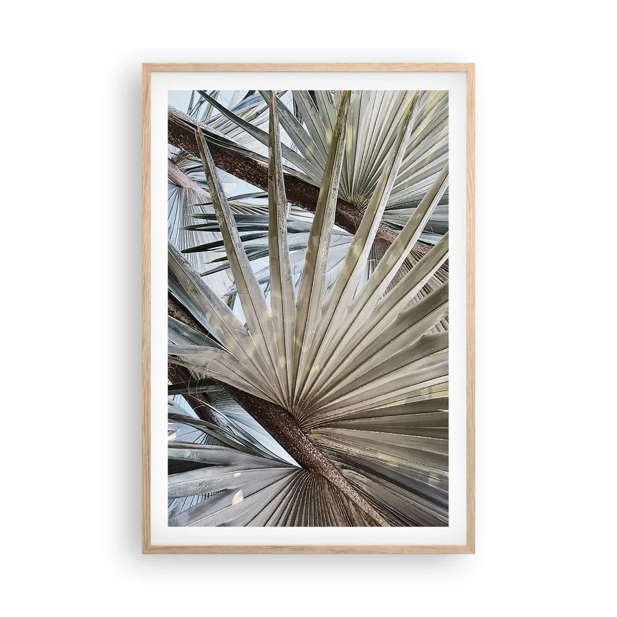 Poster in einem Rahmen aus heller Eiche - Fans in den Tropen - 61x91 cm