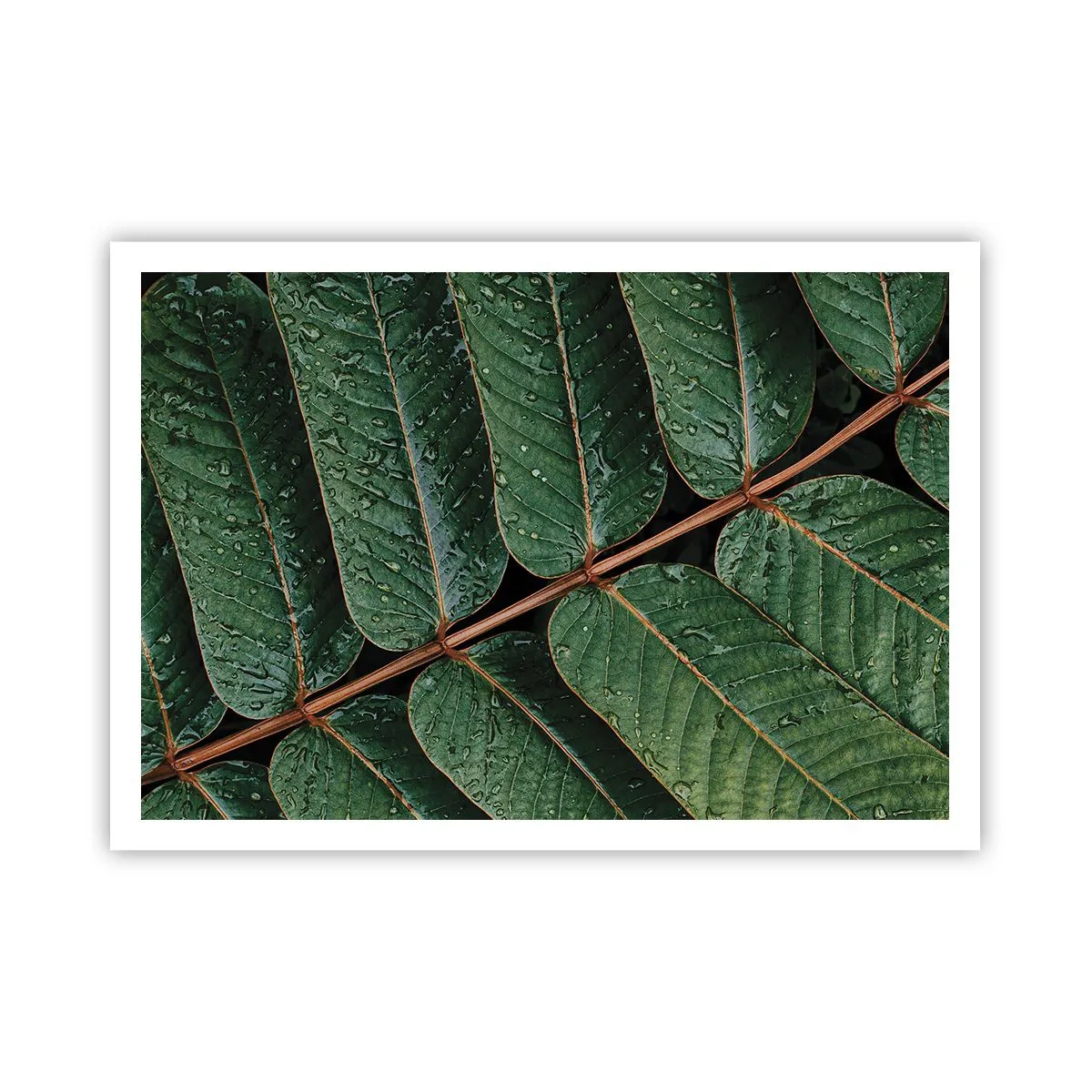 Poster - Makroaufnahme von grünen Blättern mit Tautropfen - 100x70cm - Im grünen Rhythmus - Moderne Wanddekoration für Wohnzimmer und Schlafzimmer ARTTOR