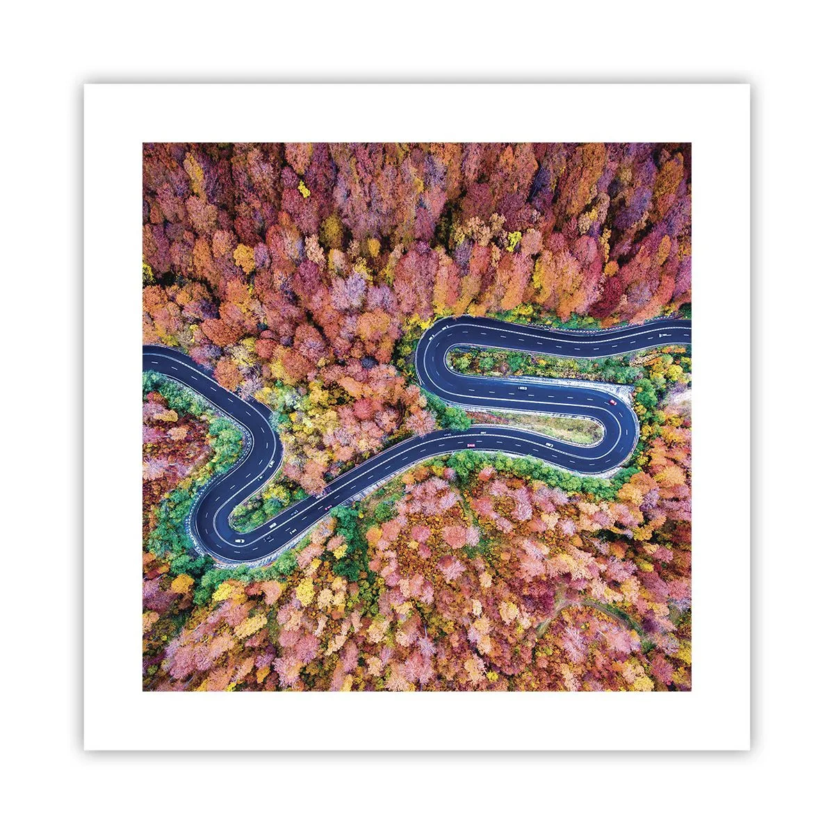 Poster - Kurvenreicher Weg durch den Wald - 40x40 cm