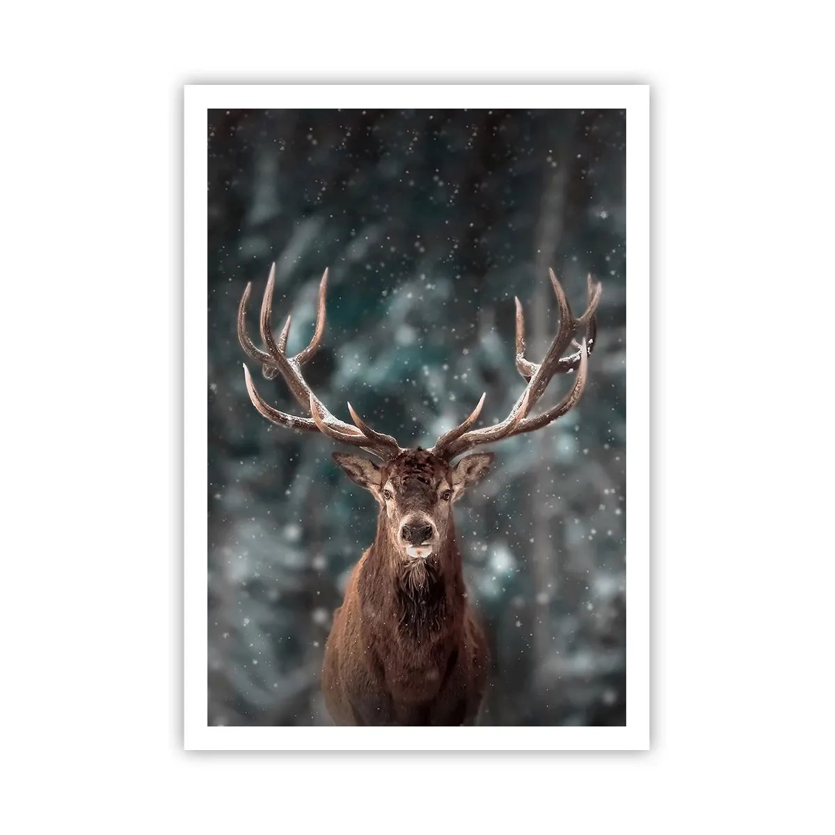 Poster - Gekrönter König des Waldes - 70x100 cm