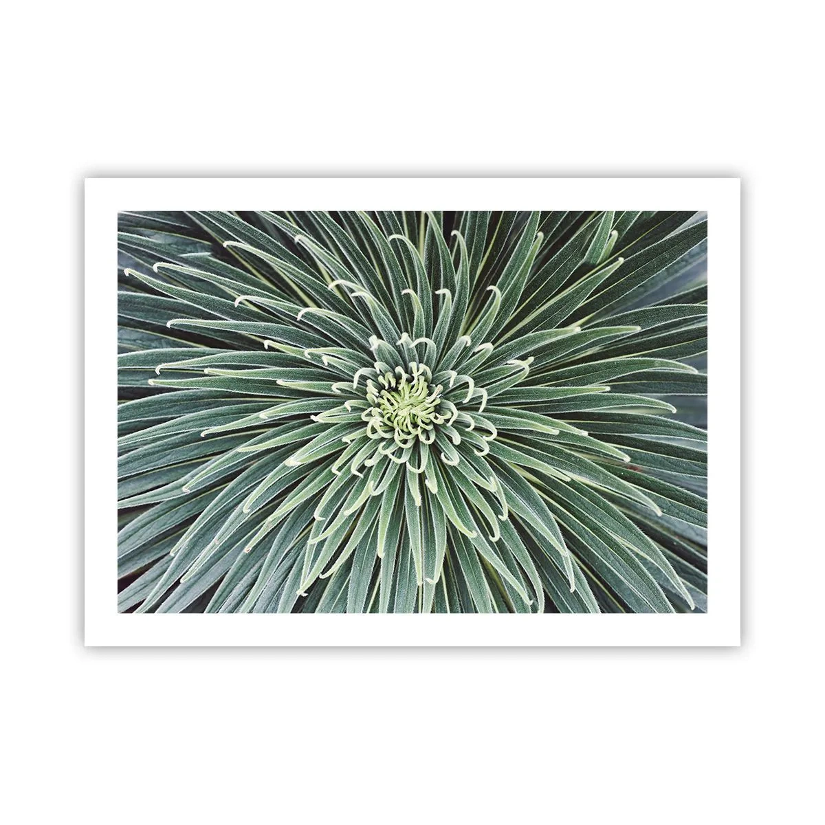 Poster - Ein Star ist geboren - 70x50 cm