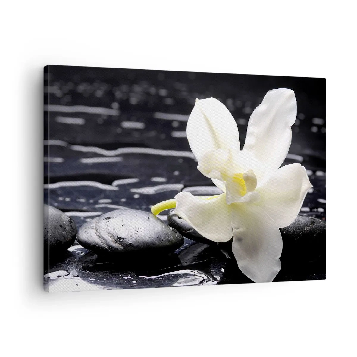 Bild auf Leinwand - Leinwandbild - Eine weiße Orchidee vor einem Hintergrund aus schwarzen Steinen und Wasser. - 70x50cm - Eine Studie in Schwarzweiß - Moderne Wanddekoration für Wohnzimmer und Schlafzimmer ARTTOR