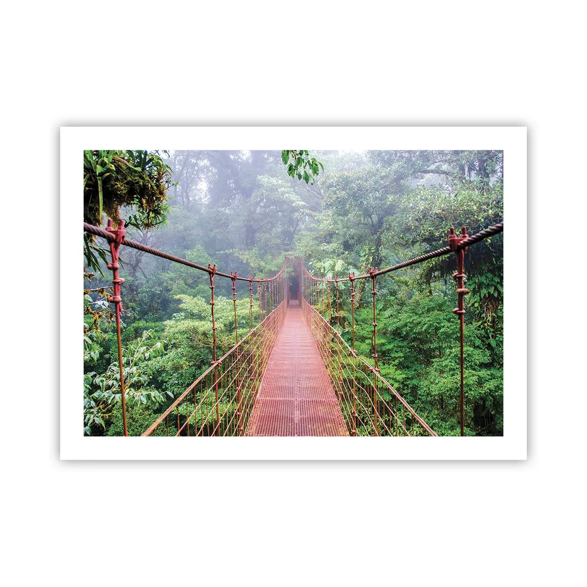 Poster - Über den Kronen aufgehängt - 70x50 cm