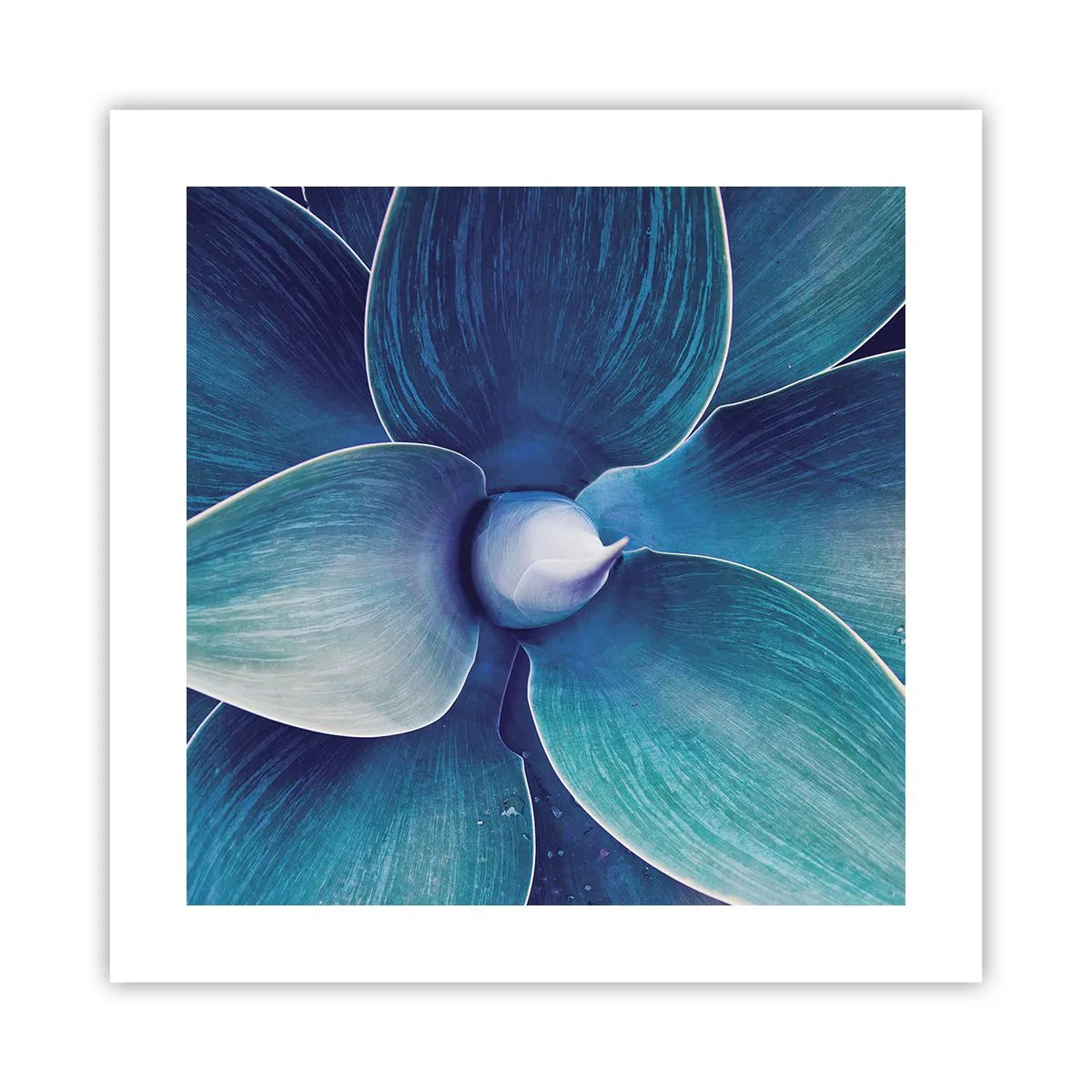 Poster - Bläulich vom Himmel - 40x40 cm