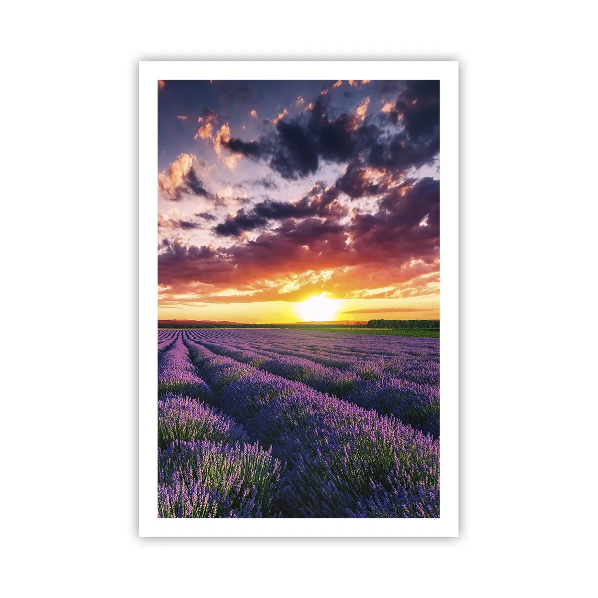 Poster - Lavendel Welt - 61x91 cm
