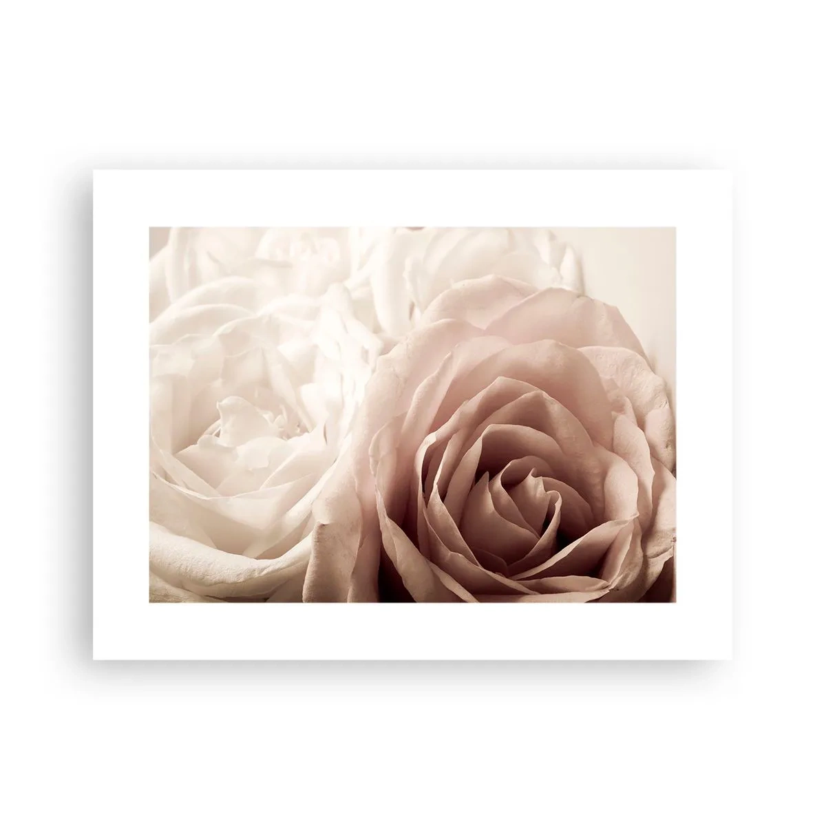 Poster - Im Herzen der Rose - 40x30 cm