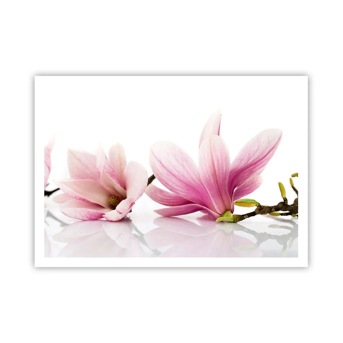 Poster - Zarte rosa Magnolien auf weißem Hintergrund - 100x70cm - Zart wie ein Frühlingswind - Moderne Wanddekoration für Wohnzimmer und Schlafzimmer ARTTOR
