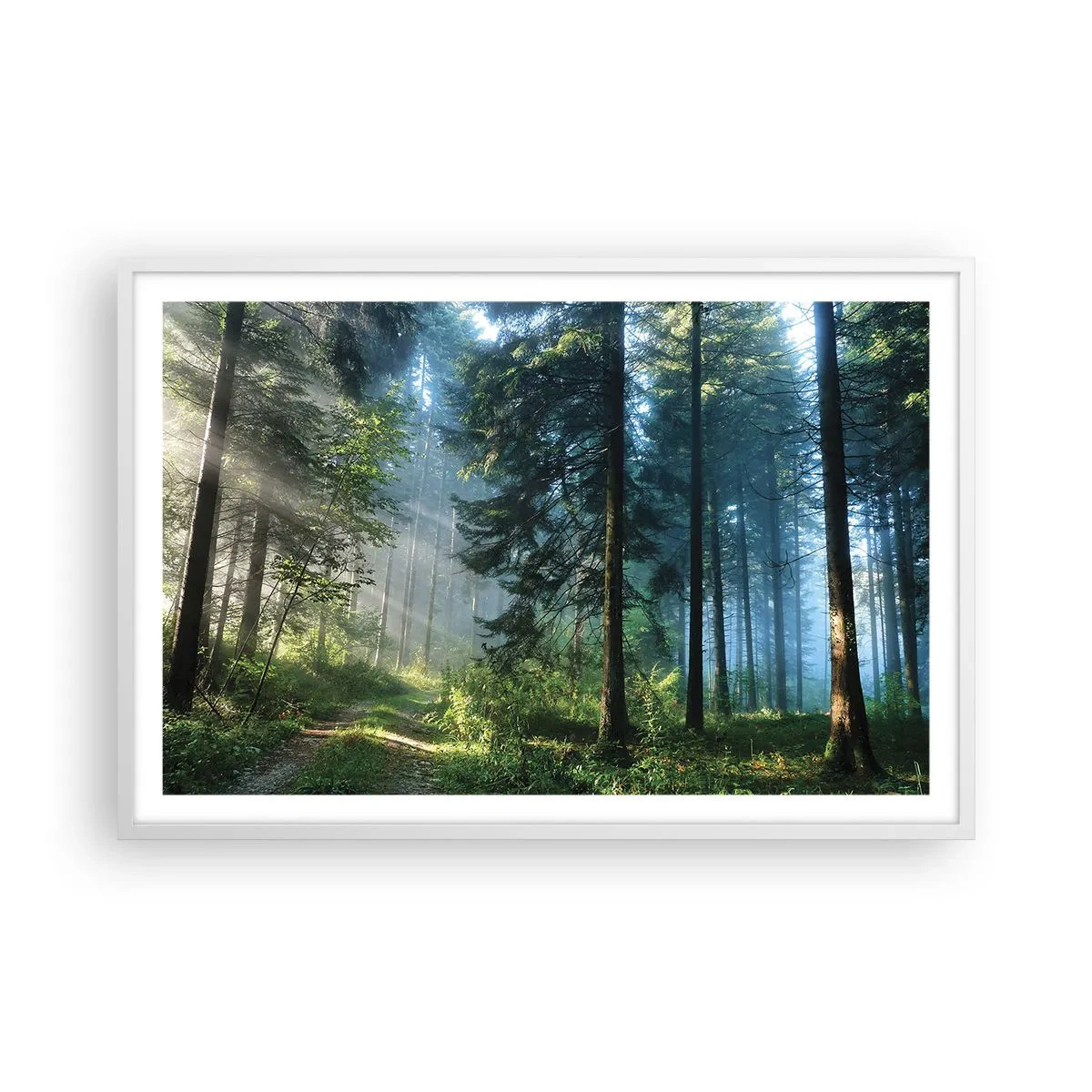 Poster in einem weißen Rahmen - Strahlend am Morgen - 91x61 cm