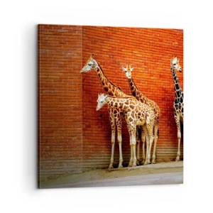 Bild auf Leinwand - Leinwandbild - Sehen Sie Akazien? - 60x60 cm