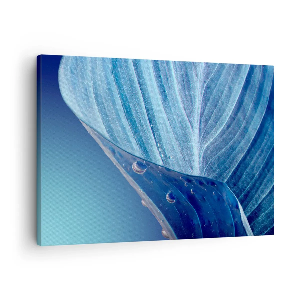 Bild auf Leinwand - Leinwandbild - Ein blaues Blatt mit sichtbaren Wassertropfen - 70x50cm - Versteckte Tropfen vom Blau - Moderne Wanddekoration für Wohnzimmer und Schlafzimmer ARTTOR