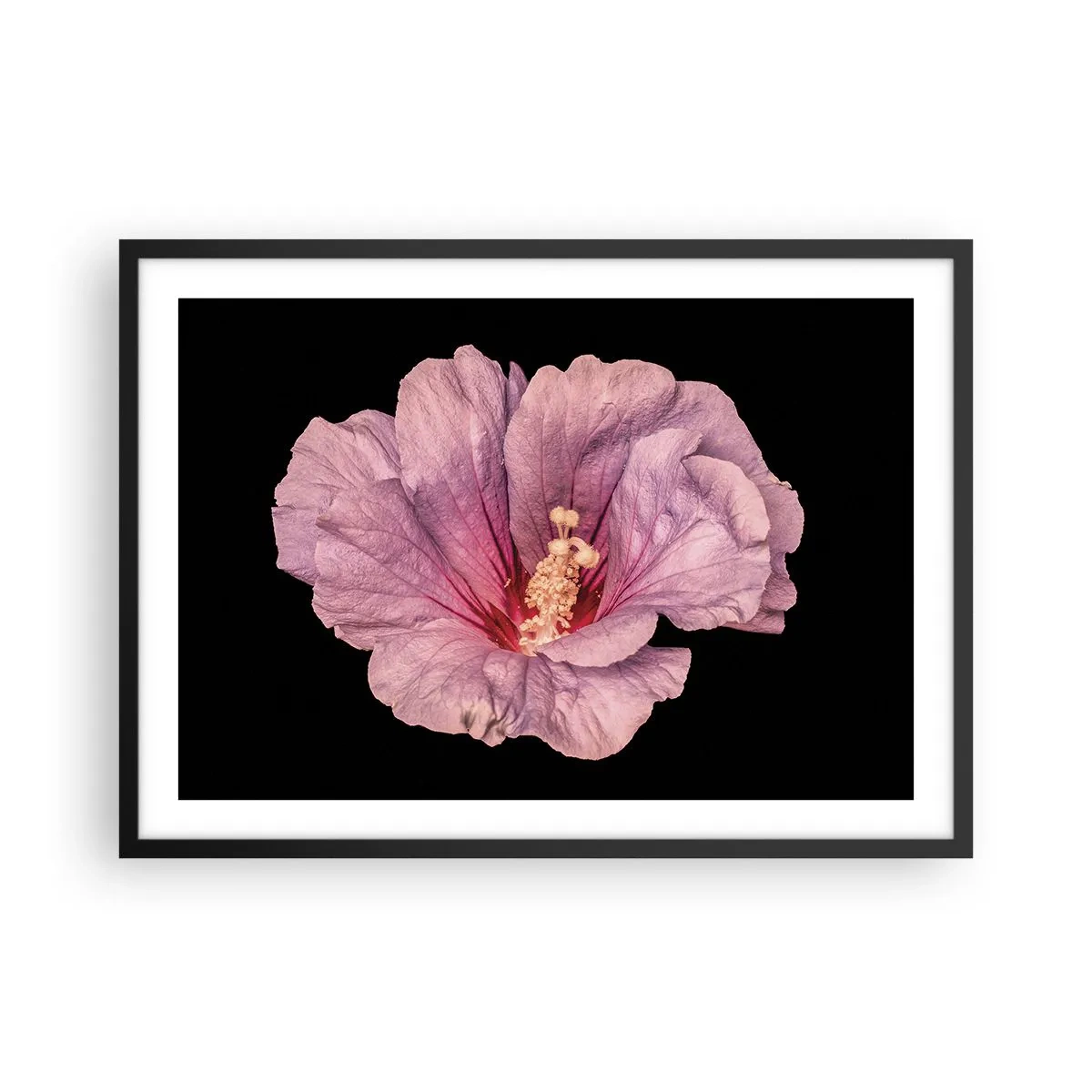 Poster in einem schwarzem Rahmen - Rosa Blume auf schwarzem Hintergrund - 70x50cm - Direkt ins Herz - Moderne Wanddekoration für Wohnzimmer und Schlafzimmer ARTTOR