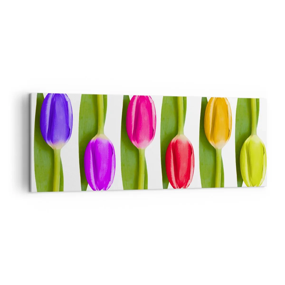 Bild auf Leinwand - Leinwandbild - Bunte Tulpen in einer Reihe auf weißem Hintergrund angeordnet - 140x50cm - Regenbogenkomposition - Moderne Wanddekoration für Wohnzimmer und Schlafzimmer ARTTOR