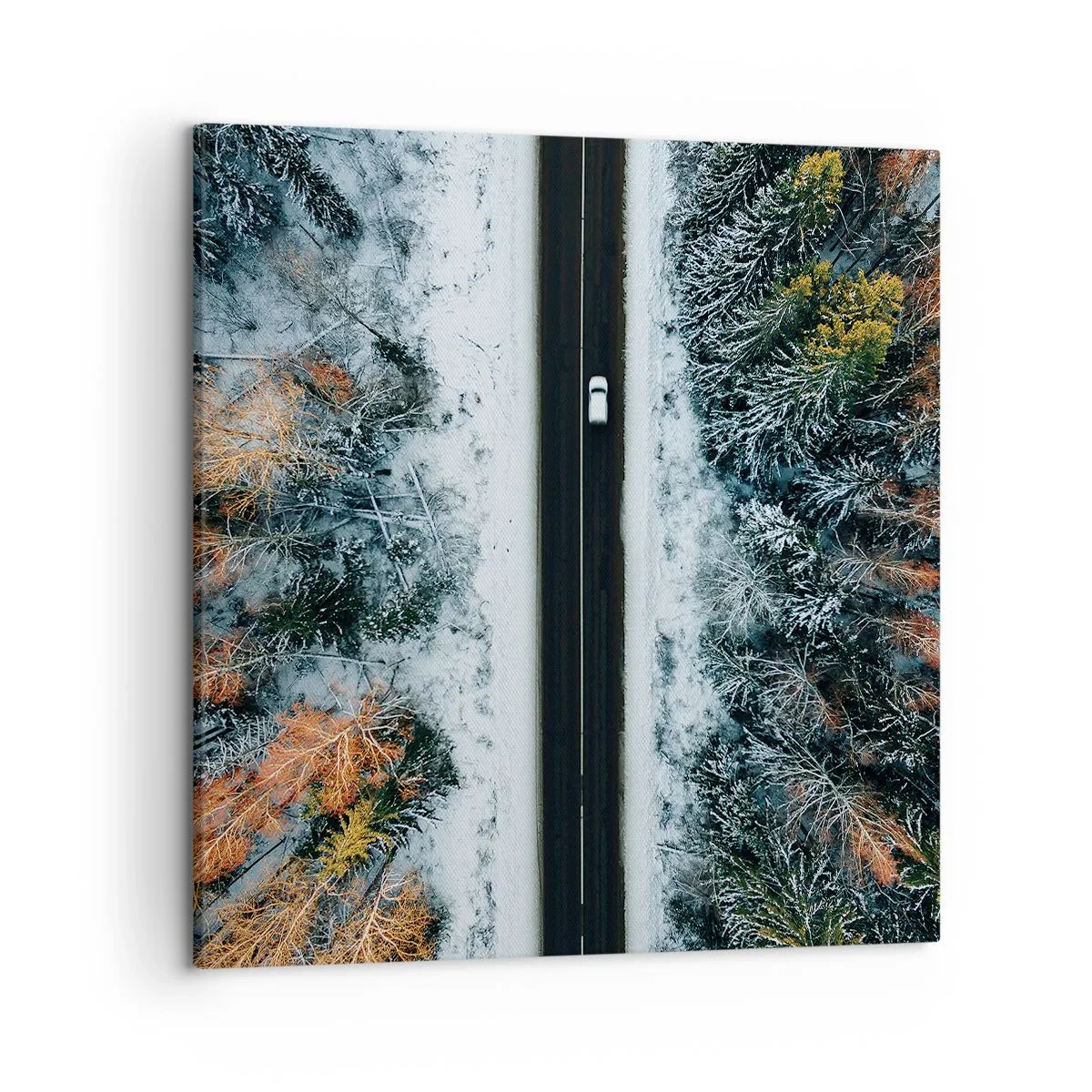 Bild auf Leinwand - Leinwandbild - Schnitt durch den Winterwald - 50x50 cm