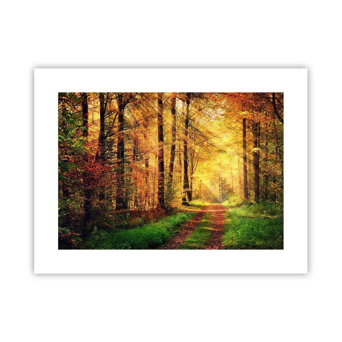 Poster - Waldgoldene Stille - 40x30 cm