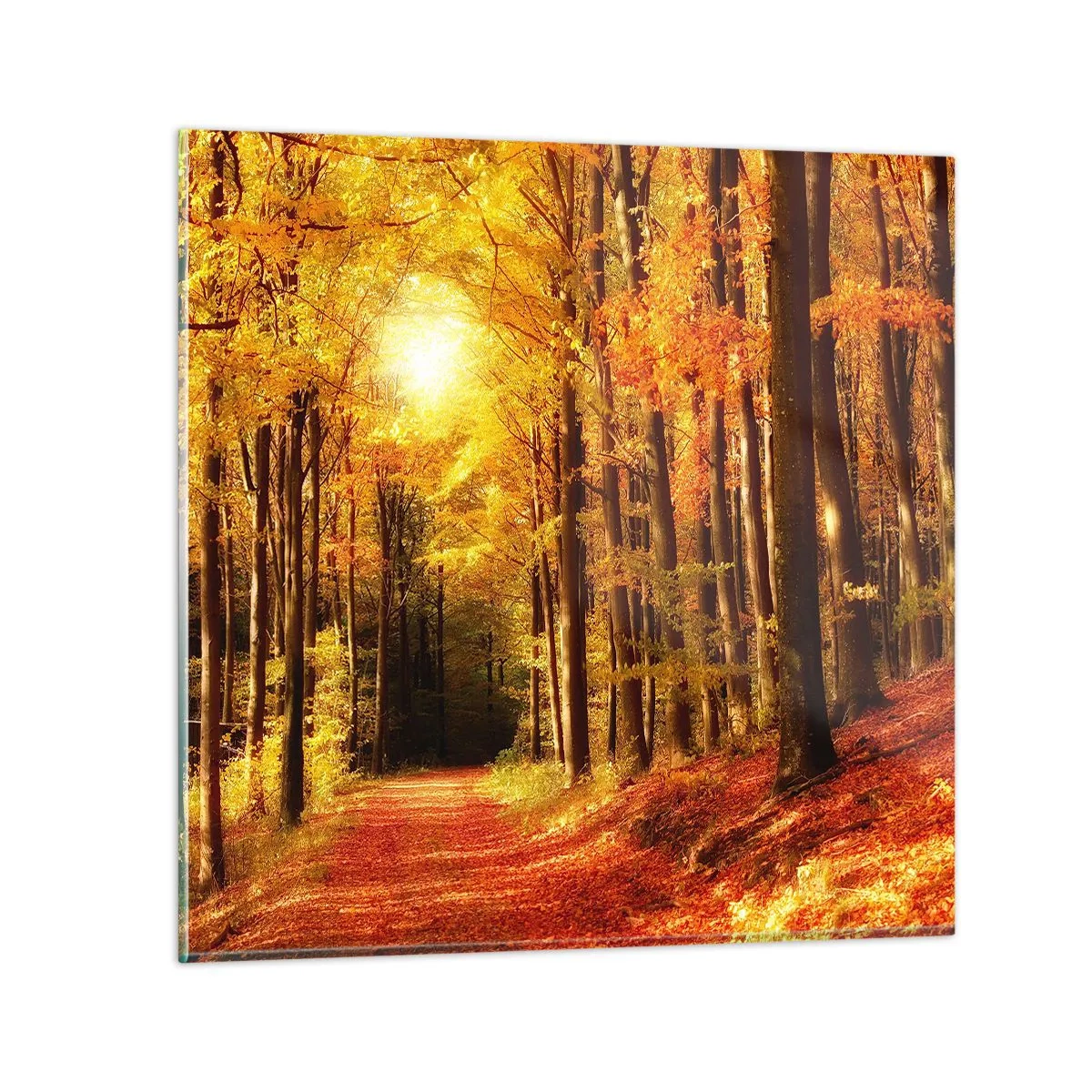 Glasbild - Bild auf glas - Goldener Herbst auf einer Forststraße - 70x70 cm