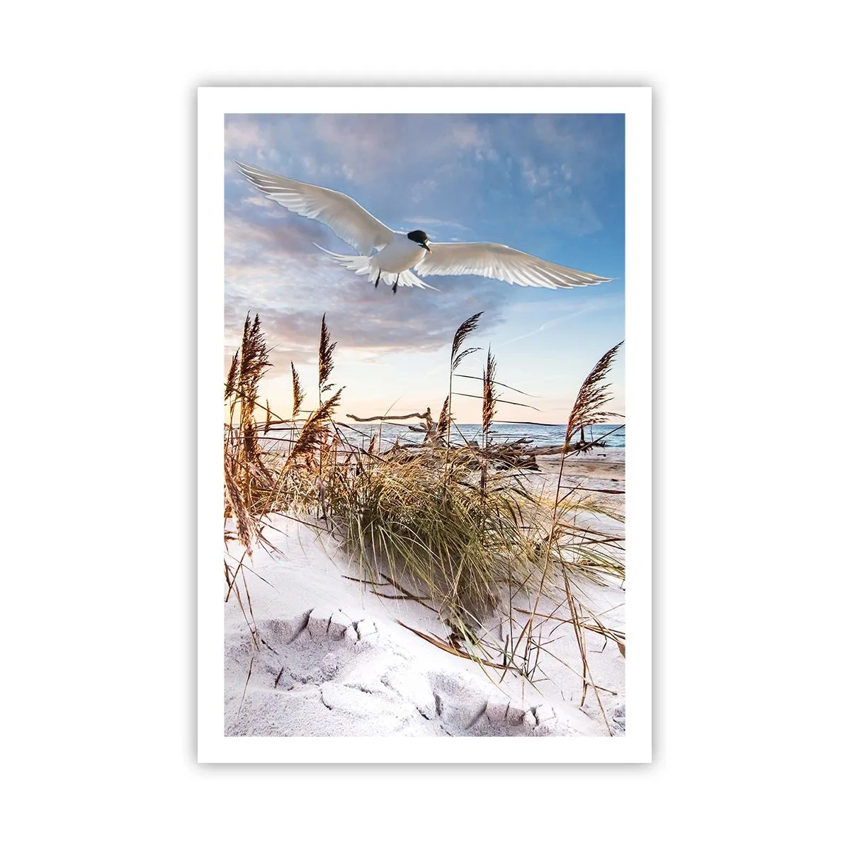 Poster - Wind vom Meer - 61x91 cm
