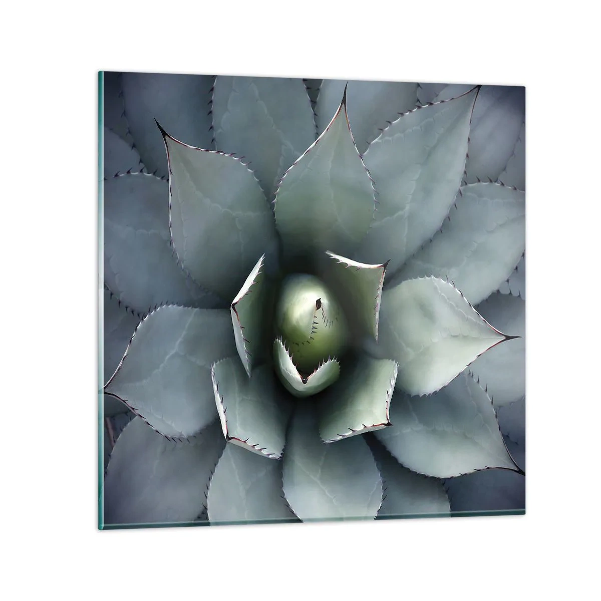 Glasbild - Bild auf glas - Es lockt an und warnt - 70x70 cm