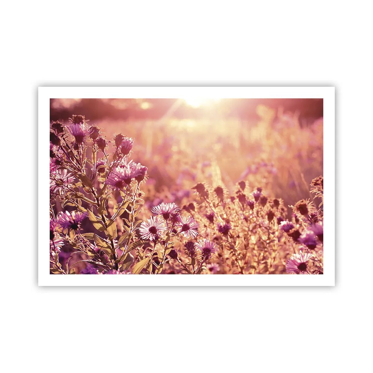 Poster - Bevor der Sommer vorbei ist - 91x61 cm