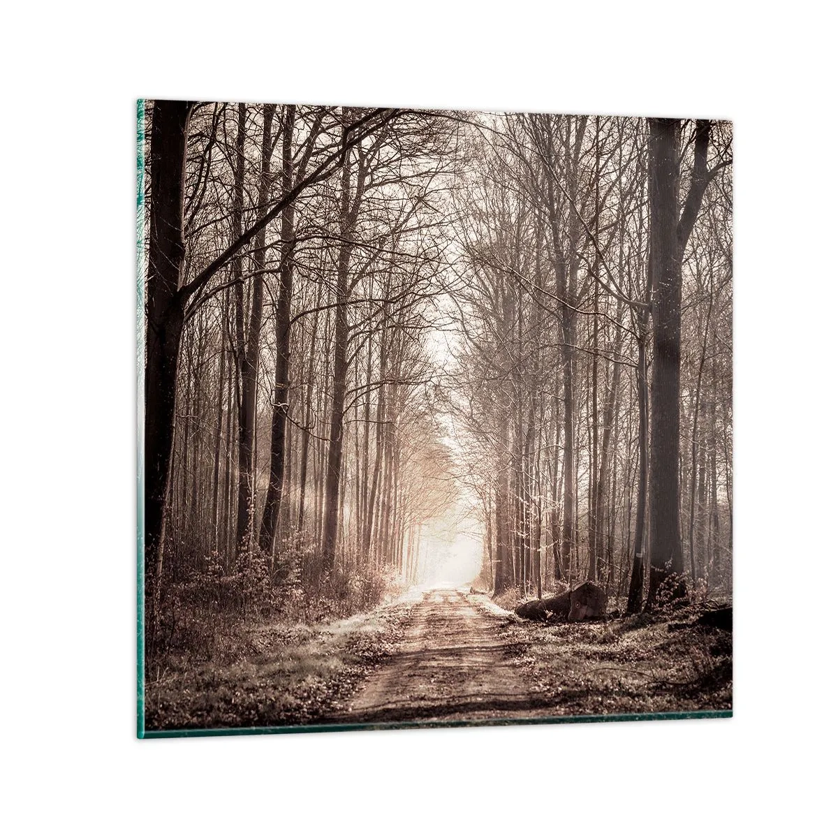 Glasbild - Bild auf glas - Waldkathedrale - 60x60 cm