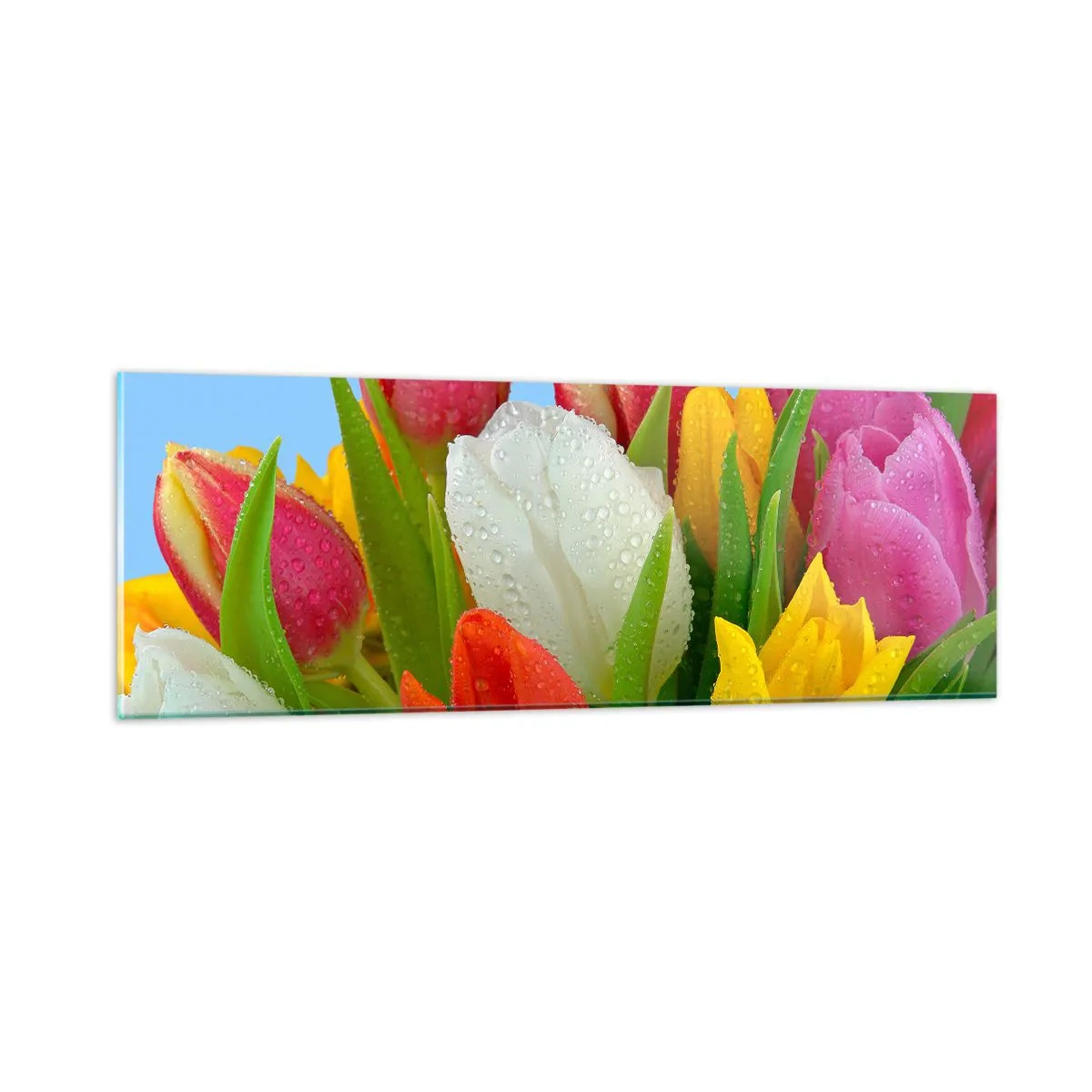 Glasbild - Bild auf glas - Ein blumiger Regenbogen in Tautropfen - 90x30 cm