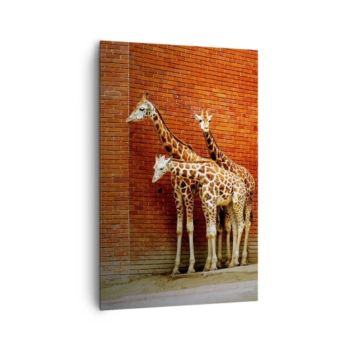 Bild auf Leinwand - Leinwandbild - Vier Giraffen vor einer Ziegelwand in künstlerischer Umgebung - 80x120cm - Sehen Sie Akazien? - Moderne Wanddekoration für Wohnzimmer und Schlafzimmer ARTTOR