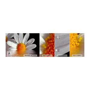 Fototapeten Muster Selbstklebend Deluxe Sticker - Die aufgehende Sonne der Gänseblümchen - Blume, Kamille, Natur - 100x30 cm